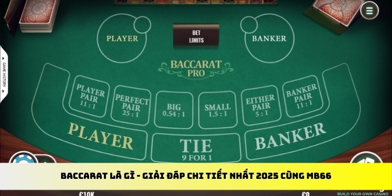 vtc gam gà chọi cu cần