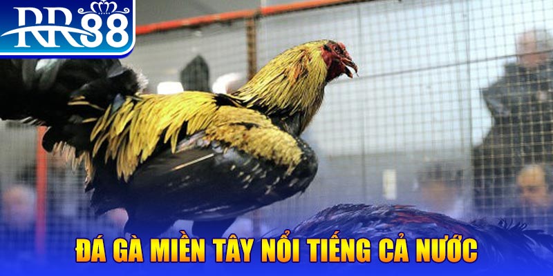 vtc gam JILI Game Bài 3d